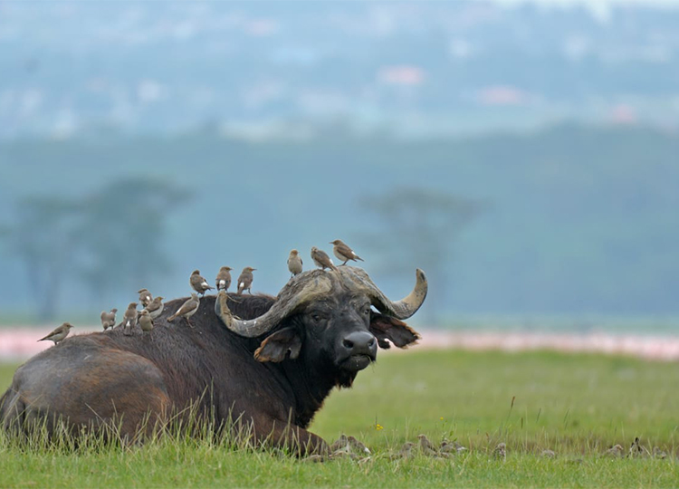 10-days-best-kenya-safari-adventures