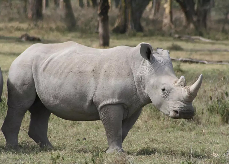 10-days-best-kenya-safari-adventures