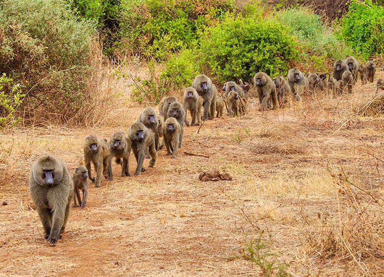10-days-kenya-tanzania-amazing-wildlife-safari-2 10-days-kenya-tanzania-amazing-wildlife-safari