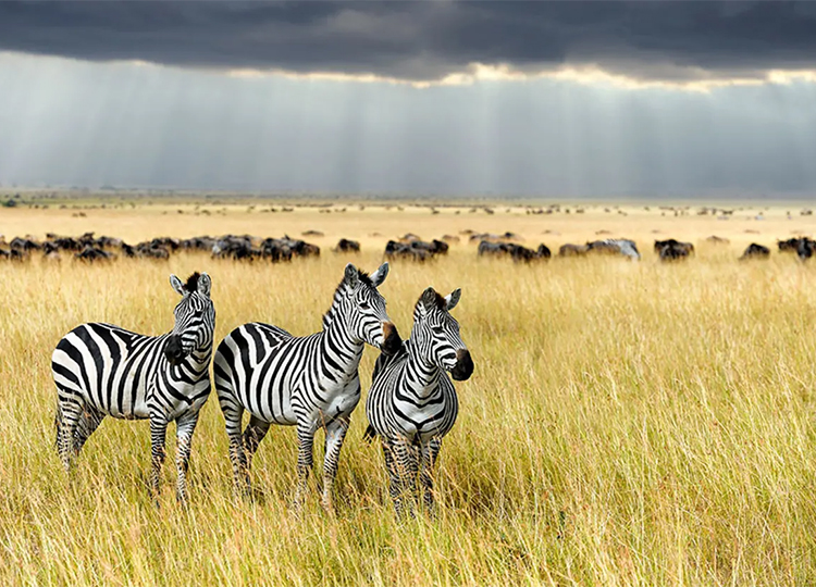10-days-kenya-tanzania-amazing-wildlife-safari-4