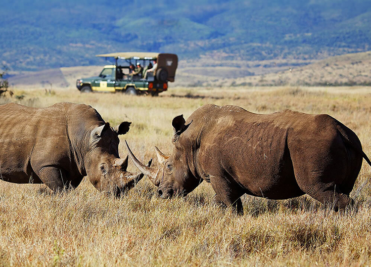 10-days-kenya-wildlife-adventure-safari-2 10-days-kenya-wildlife-adventure-safari