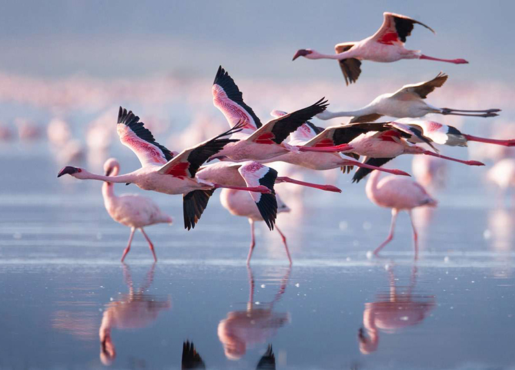 10-days-kenya-wildlife-adventure-safari-3 10-days-kenya-wildlife-adventure-safari