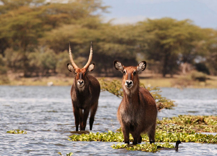10-days-kenya-wildlife-adventure-safari-4 10-days-kenya-wildlife-adventure-safari