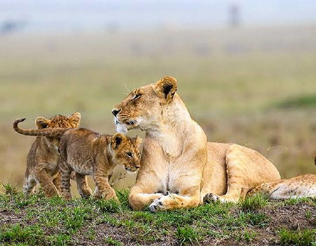 10-days-kenya-wildlife-adventure-safari