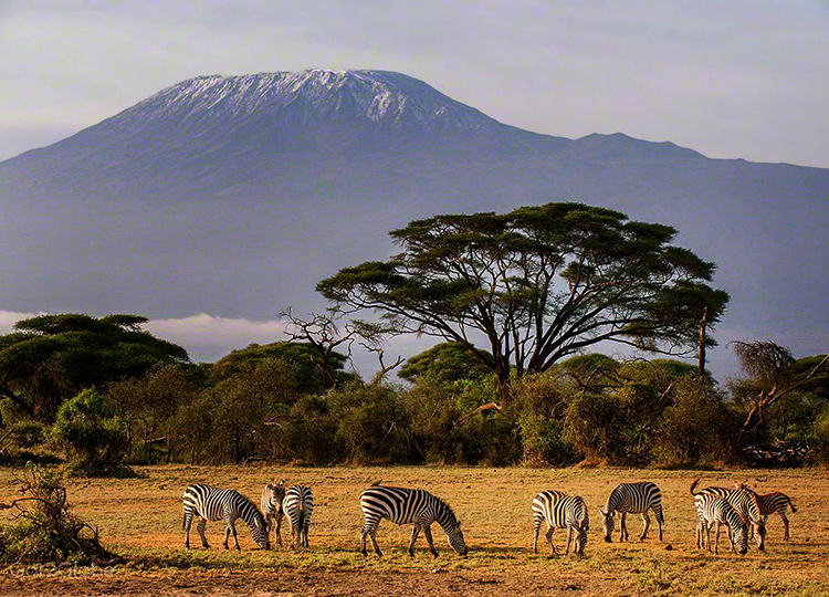 12-days-kenya-tanzania-wildlife-safari-1 12-days-kenya-tanzania-wildlife-safari