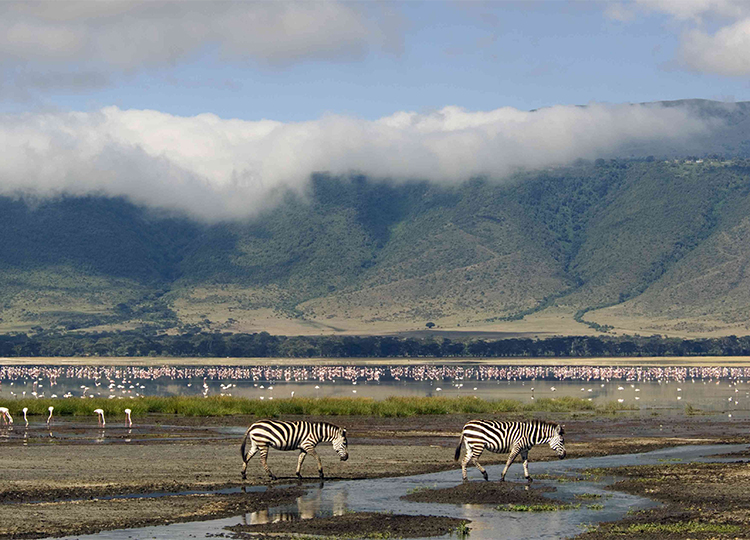 12-days-kenya-tanzania-wildlife-safari-4