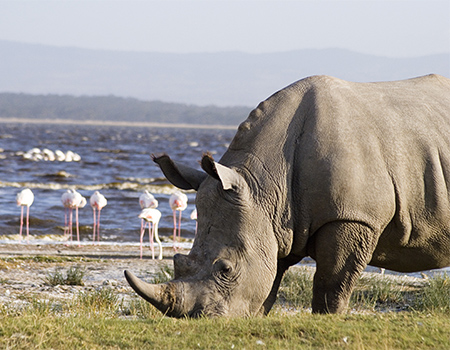 12-days-kenya-tanzania-wildlife-safari