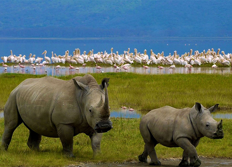 2-days-lake-nakuru-national-park-safari-1