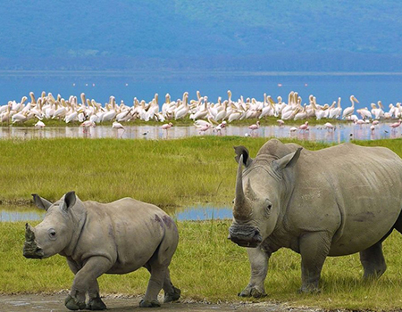 2-days-lake-nakuru-national-park-safari