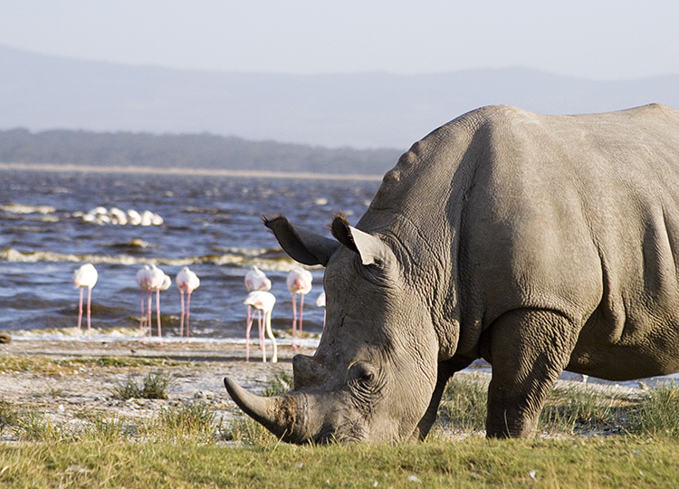 3-days-lake-nakuru-national-park-safari-2 3-days-lake-nakuru-national-park-safari