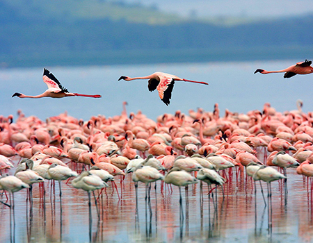 3-days-lake-nakuru-national-park-safari