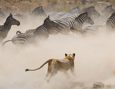 3-days-serengeti-national-park-safari