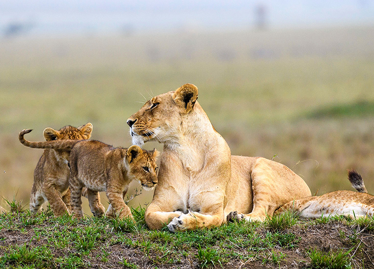 4-days-amboseli-national-park-masai-mara-safari-1 4-days-amboseli-national-park-masai-mara-safari