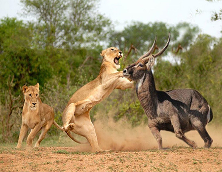 4-days-amboseli-national-park-masai-mara-safari