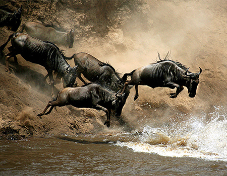 4-days-great-masai-mara-migration-safari