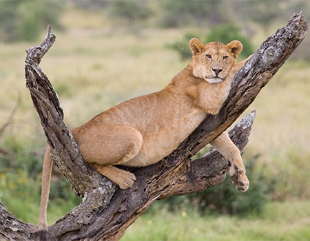 4-days-lake-manyara-ngorongoro-crater-serengeti-safari