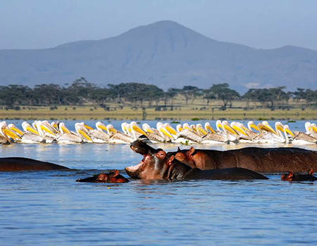 4-days-lake-naivasha-masai-mara-game-reserve-safari