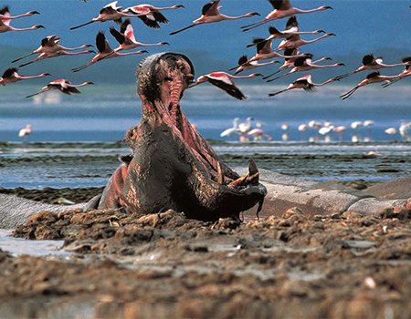 4-days-masai-mara-lake-nakuru-national-park-safari