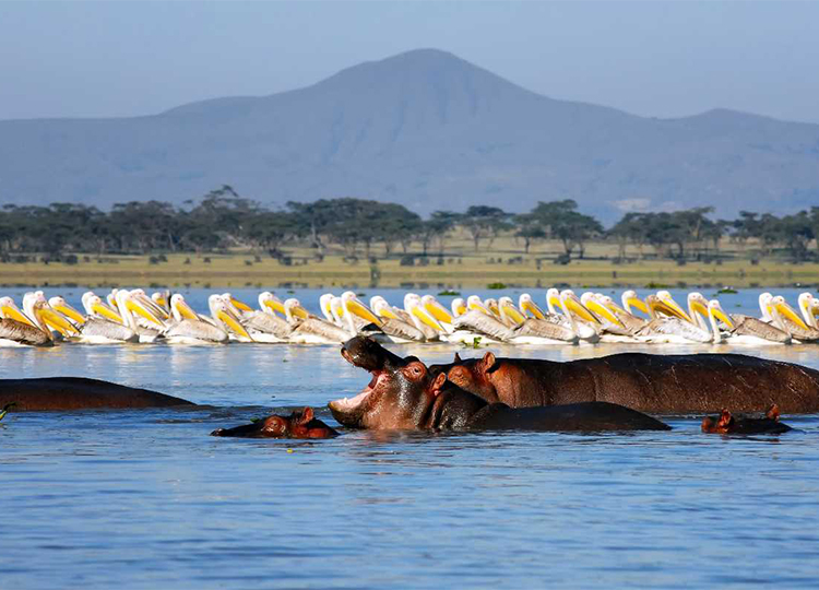 5-days-amboseli-lake-naivasha-masai-mara-safari-1