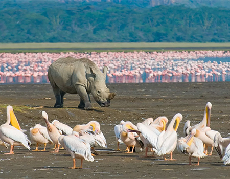 5-days-amboseli-lake-naivasha-masai-mara-safari