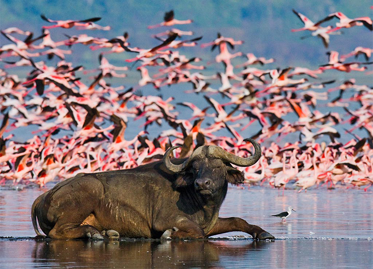 5-days-lake-nakuru-bogoria-naivasha-masai-mara-safari 5-days-lake-nakuru-bogoria-naivasha-masai-mara-safari