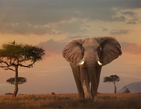 5-days-lake-nakuru-bogoria-naivasha-masai-mara-safari