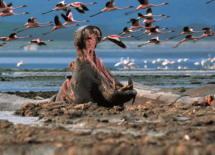 5-days-samburu-lake-nakuru-and-lake-naivasha-safari-2 5-days-samburu-lake-nakuru-and-lake-naivasha-safari