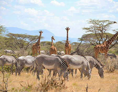 5-days-samburu-lake-nakuru-and-lake-naivasha-safari