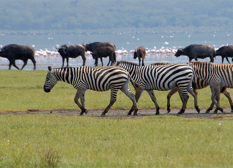 6-days-amboseli-aberdares-lake-nakuru-masai-mara-safari-2 6-days-amboseli-aberdares-lake-nakuru-masai-mara-safari