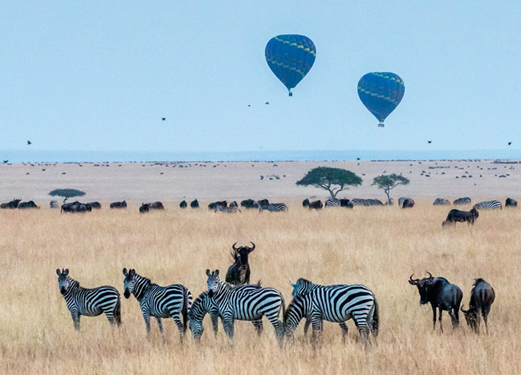 6-days-amboseli-aberdares-lake-nakuru-masai-mara-safari-3