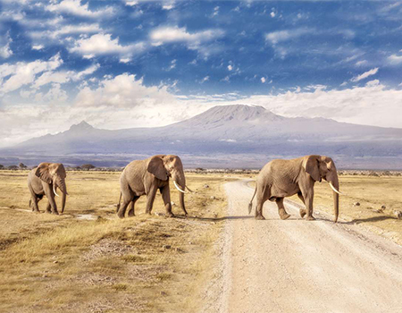6-days-amboseli-aberdares-lake-nakuru-masai-mara-safari