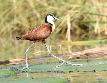 6-days-lake-manyara-ngorongoro-crater-serengeti-safari
