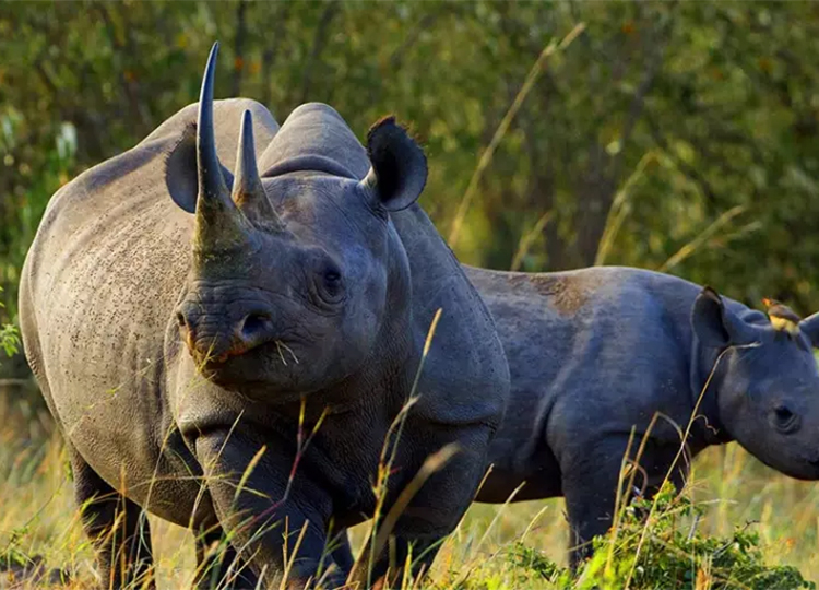 7-days-aberdares-samburu-lake-nakuru-masai-mara-safari-1 7-days-aberdares-samburu-lake-nakuru-masai-mara-safari