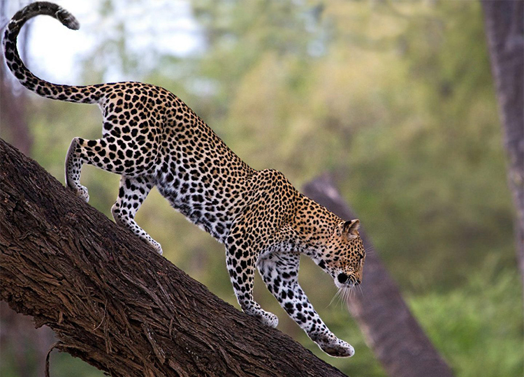 7-days-aberdares-samburu-lake-nakuru-masai-mara-safari-2 7-days-aberdares-samburu-lake-nakuru-masai-mara-safari