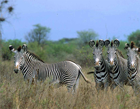 7-days-aberdares-samburu-lake-nakuru-masai-mara-safari