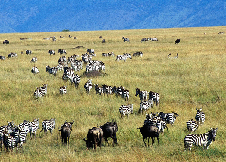7-days-amboseli-lake-nakuru-masai-mara-safari-1 7-days-amboseli-lake-nakuru-masai-mara-safari