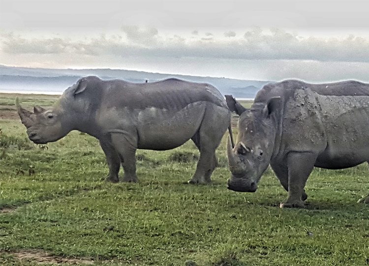 7-days-amboseli-lake-nakuru-masai-mara-safari-2 7-days-amboseli-lake-nakuru-masai-mara-safari