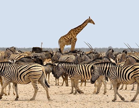 7-days-lake-nakuru-masai-mara-serengeti-ngorongoro-crater-safari-2 7-days-lake-nakuru-masai-mara-serengeti-ngorongoro-crater-safari