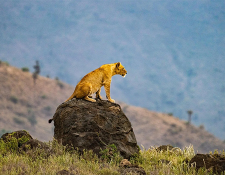 7-days-lake-nakuru-masai-mara-serengeti-ngorongoro-crater-safari-3 7-days-lake-nakuru-masai-mara-serengeti-ngorongoro-crater-safari