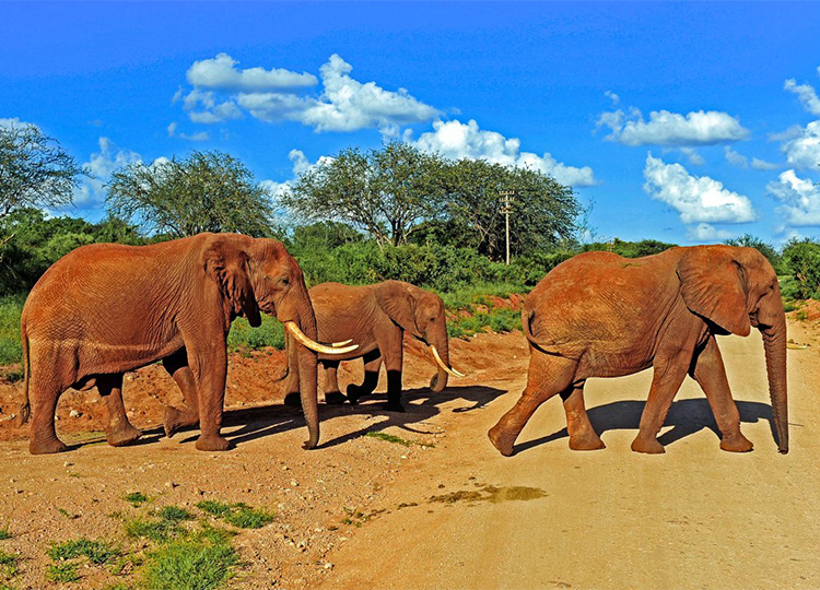 7-days-tsavo-west-tsavo-east-amboseli-lake-naivasha-masai-mara-safari-1