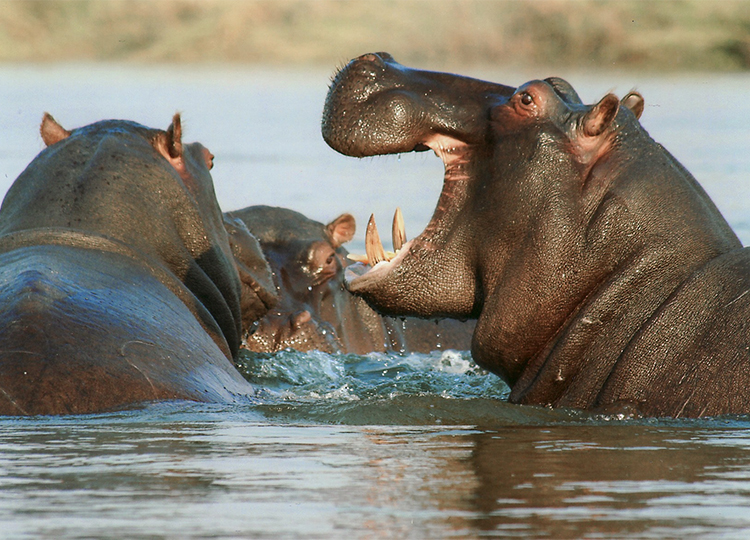 7-days-tsavo-west-tsavo-east-amboseli-lake-naivasha-masai-mara-safari-2 7-days-tsavo-west-tsavo-east-amboseli-lake-naivasha-masai-mara-safari