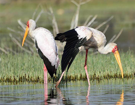 7-days-tsavo-west-tsavo-east-amboseli-lake-naivasha-masai-mara-safari