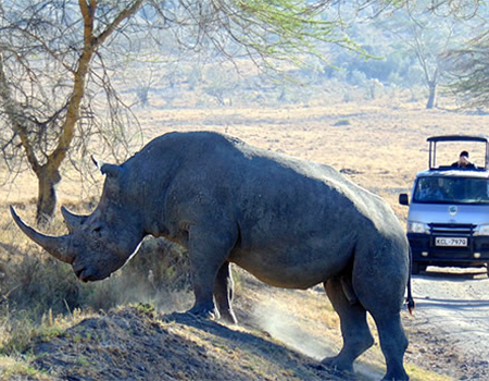 8-days-aberdares-samburu-sweetwaters-lake-nakuru-masai-mara-safari