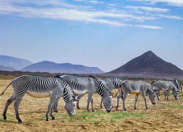 8-days-amboseli-samburu-aberdares-lake-nakuru-masai-mara-safari