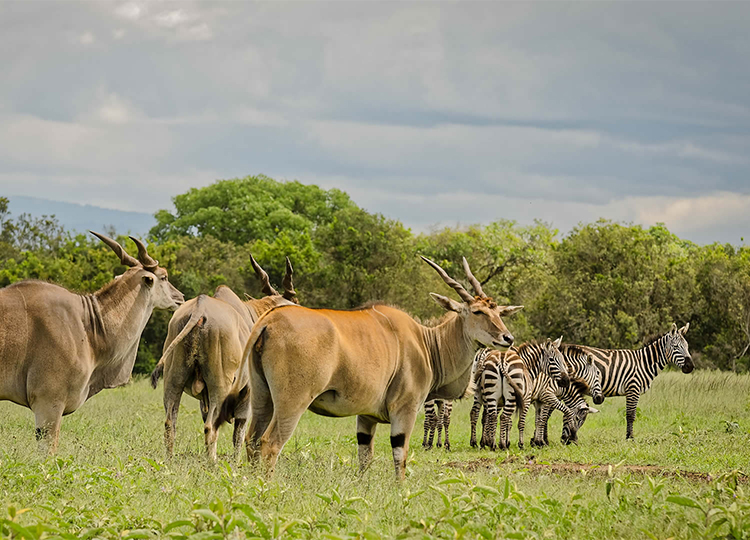 8-days-amboseli-samburu-aberdares-lake-nakuru-masai-mara-safari