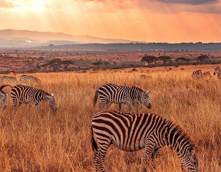 8-days-lake-manyaraserengeti-ngorongoro-safari