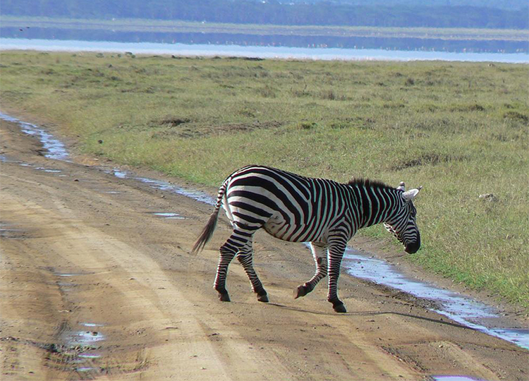 8-days-lake-nakuru-amboseli-lake-manayara-serengeti-ngorongoro-crater-1 8-days-lake-nakuru-amboseli-lake-manayara-serengeti-ngorongoro-crater