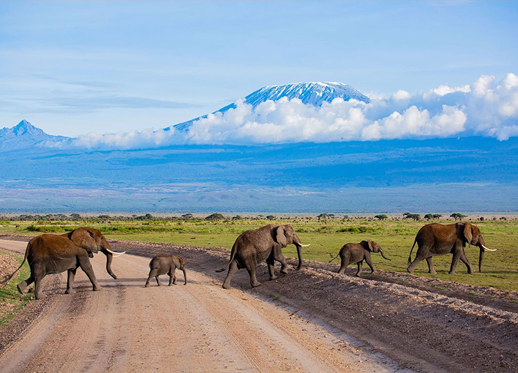8-days-lake-nakuru-amboseli-lake-manayara-serengeti-ngorongoro-crater-2 8-days-lake-nakuru-amboseli-lake-manayara-serengeti-ngorongoro-crater
