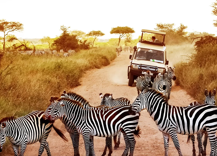 8-days-lake-nakuru-amboseli-lake-manayara-serengeti-ngorongoro-crater-3 8-days-lake-nakuru-amboseli-lake-manayara-serengeti-ngorongoro-crater