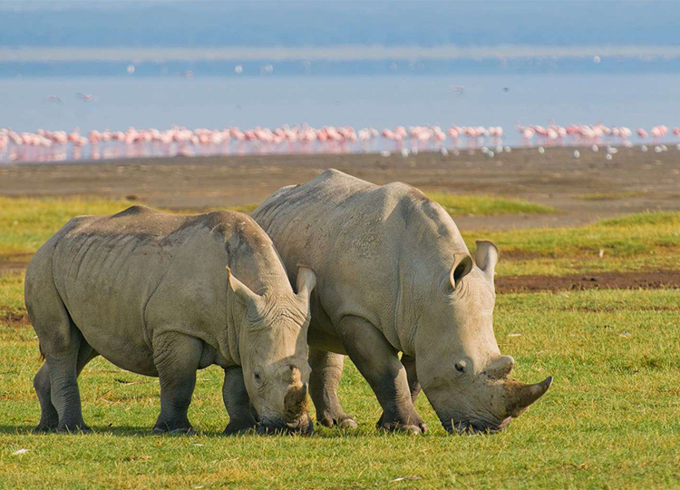 8-days-masai-mara-lake-nakuru-serengeti-ngorongoro-crater-safari-1